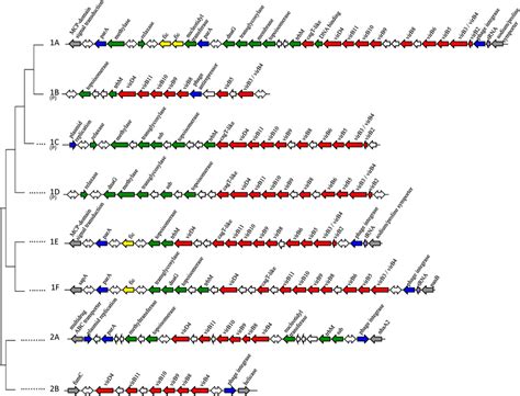 chromosomal islands are similar to plasmids __________